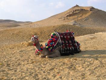 Pajodinėti ant kupranugarių