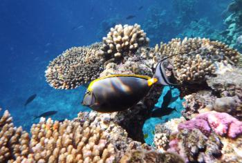 Panardyti Raudonojoje jūroje